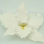 Orchid, WHITE