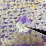 Natural Pressed Dried Flowers 25pcs - Image 2
