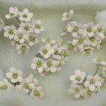 Forget Me Not, KCD3K@50